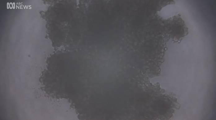 澳洲移民